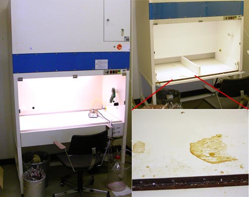 laminar flow hood